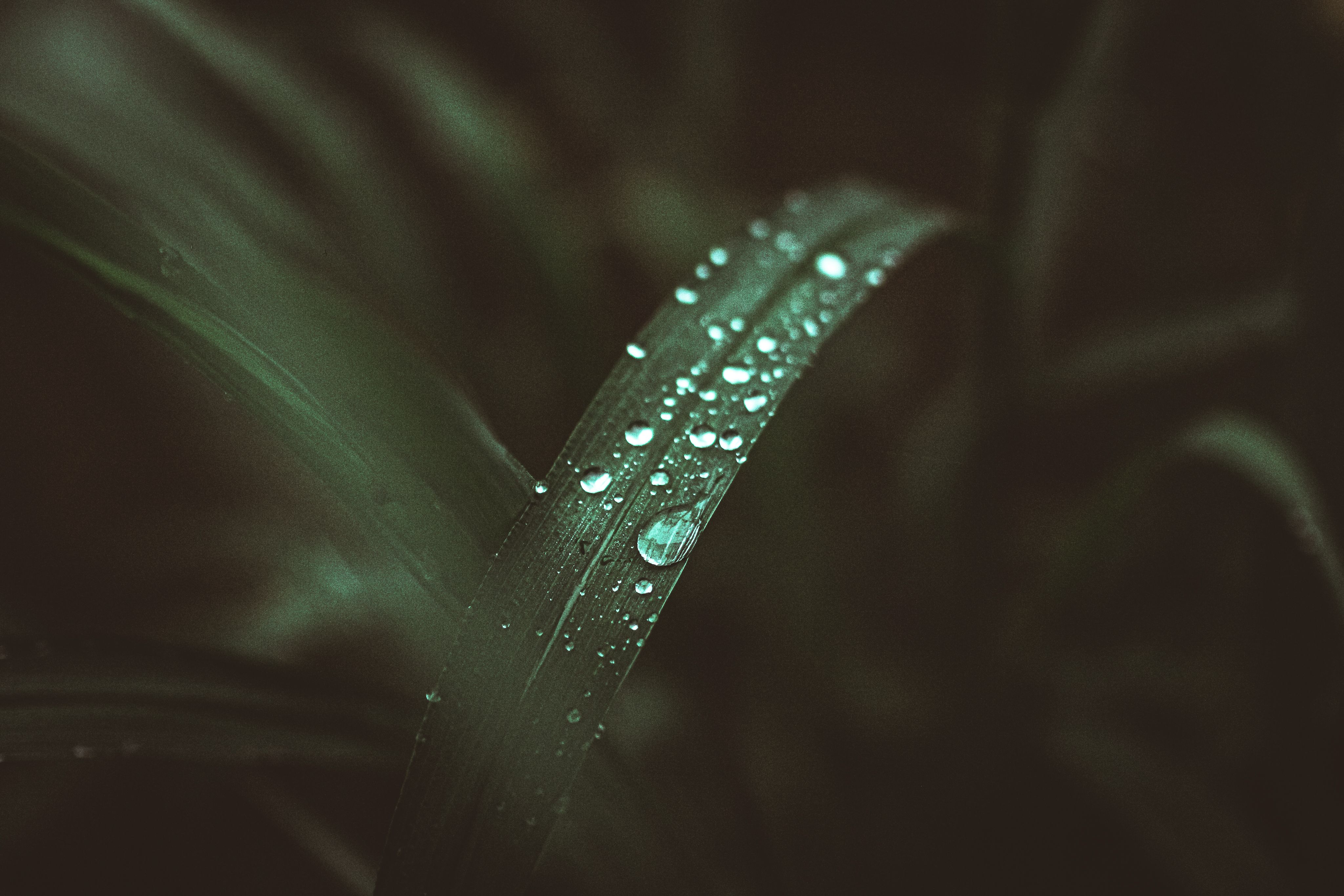 Artistic close-up of dew droplets on a grass blade representing skin hydration and atmospheric moisture