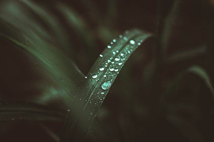 Water Droplets On Grass Blade