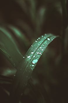 Macro shot capturing dew droplets on a grass blade in Londrina, Brazil.