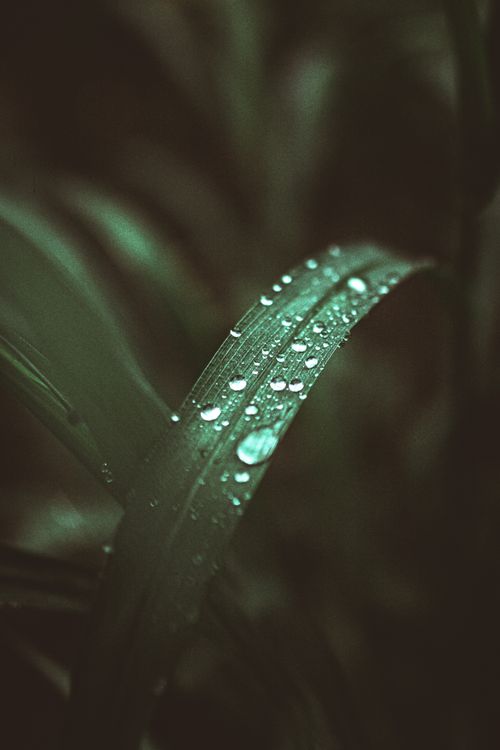 Free Macro shot capturing dew droplets on a grass blade in Londrina, Brazil. Stock Photo