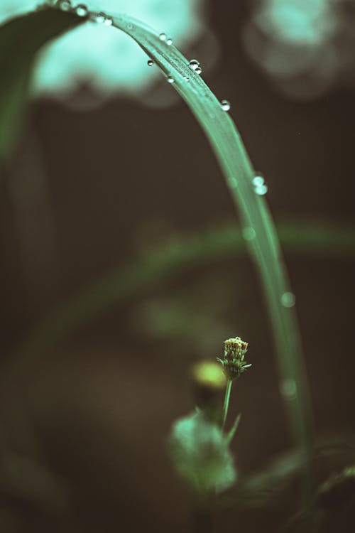 Základová fotografie zdarma na téma květy, mlhavý, modrozelená