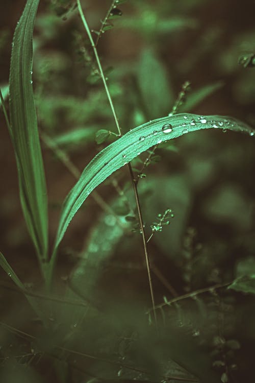 Fotobanka s bezplatnými fotkami na tému azúrová modrá, hmlistý, steblo trávy