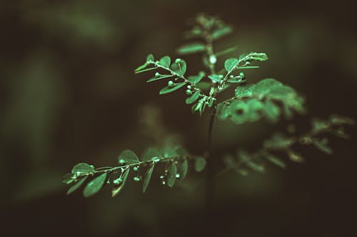 Close up of Green Plant