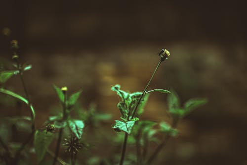 Základová fotografie zdarma na téma dvůr, kvést, mlhavý