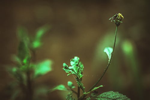 Základová fotografie zdarma na téma kvést, mlhavý, modrozelená