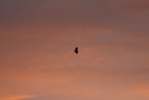 Silhouette of Flying Bird against Sunset Sky