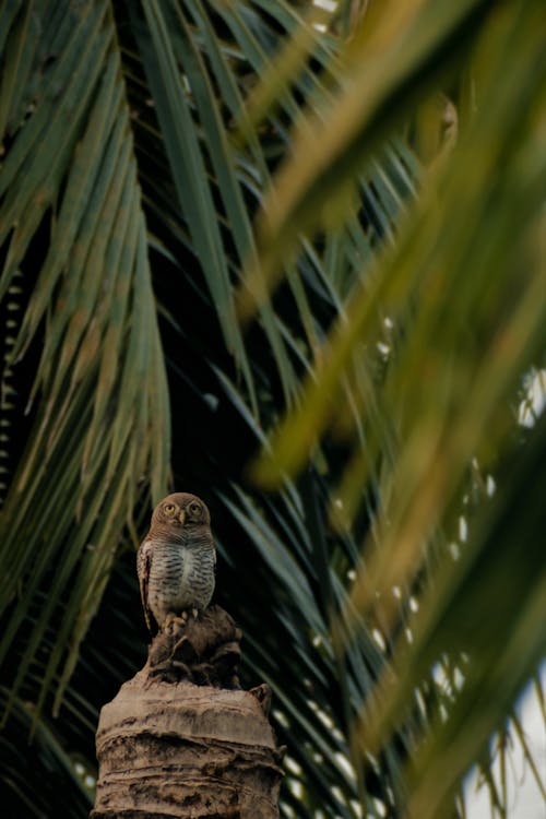 Owl on Palm Tree