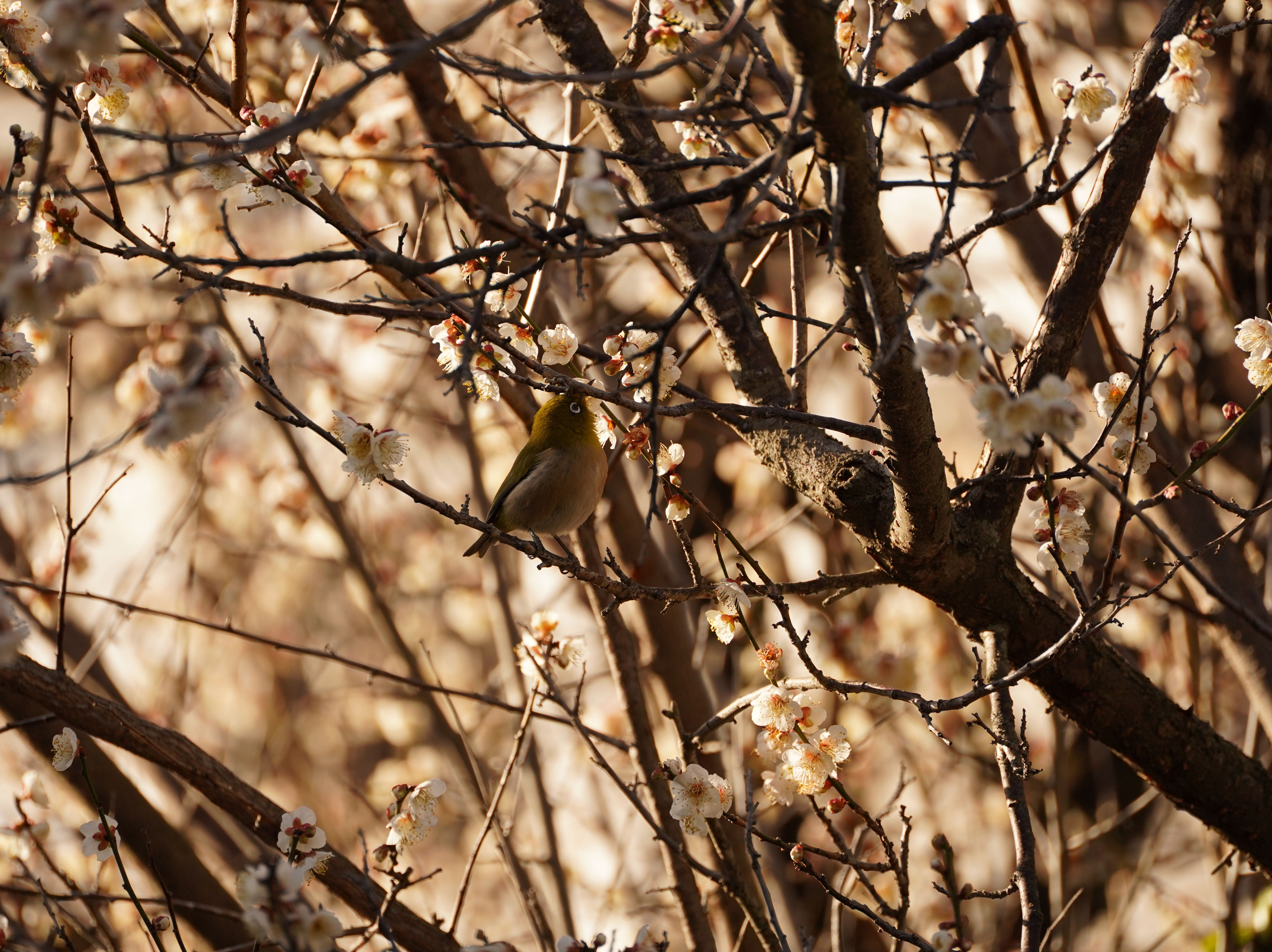 Tiny Bird Sitting among Branches with Blooming Flowers · Free Stock Photo