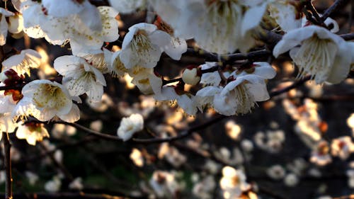 Sunlit plum blossoms