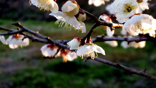 Безкоштовне стокове фото на тему «білий, весна»