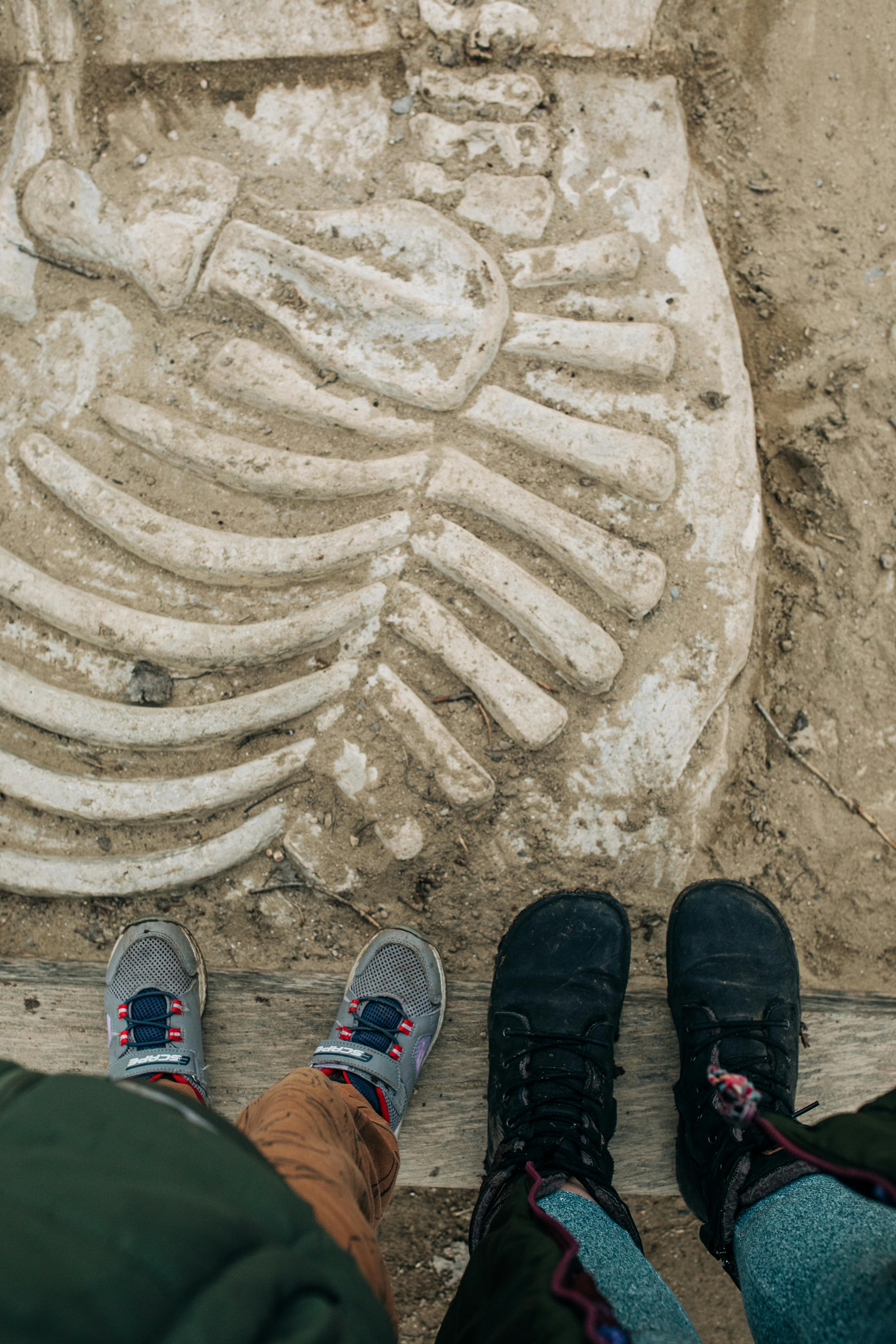 Podsumowanie: fascynacja dinozaurami - Ilustracja do artykułu