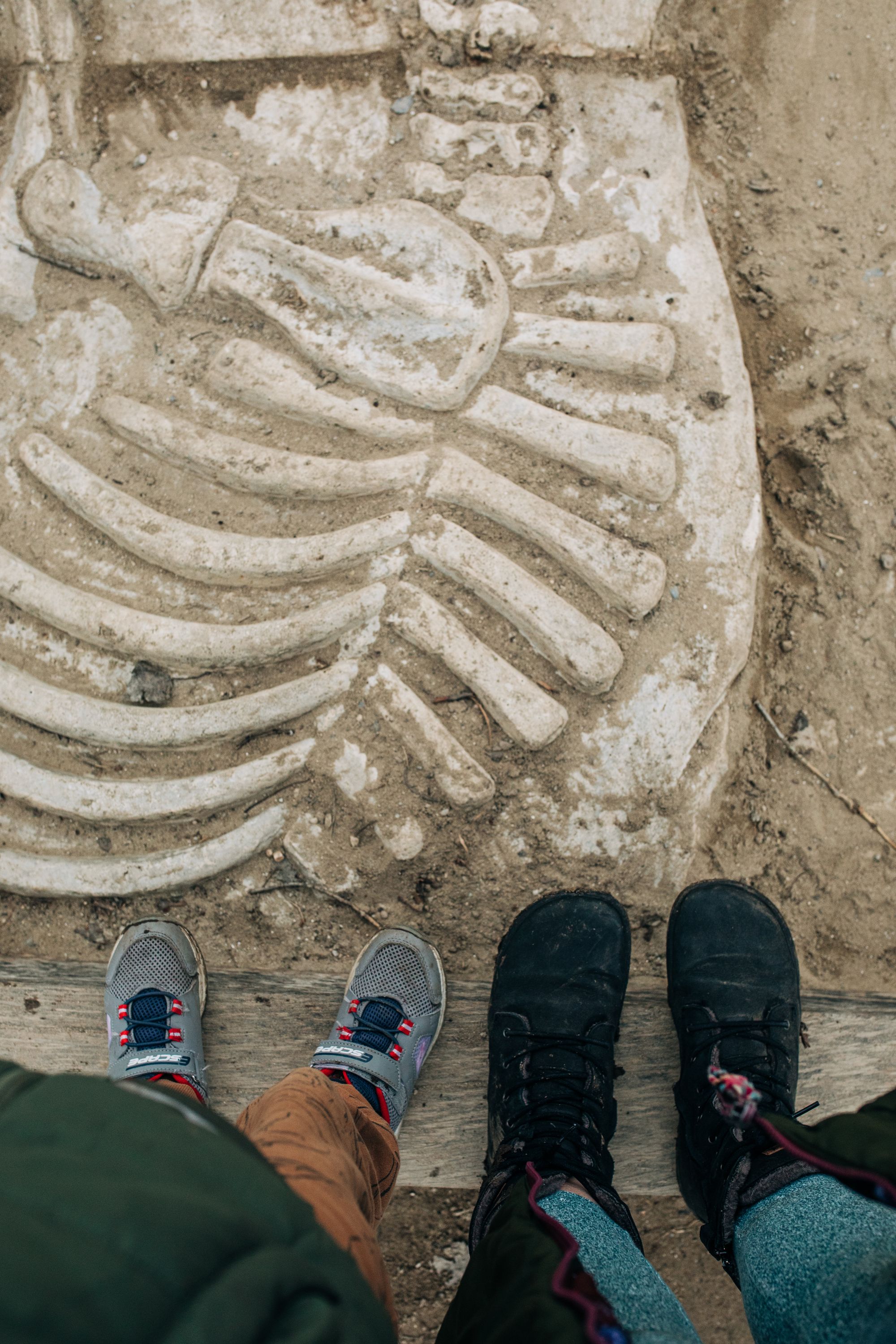 A T. Rex Named ‘Gus’ Just Sold for $50M &mdash; Who Really Owns Dinosaur Fossils?