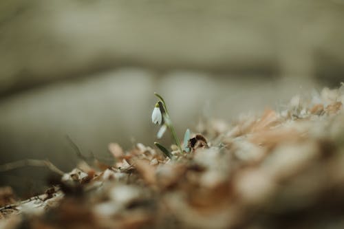 Close-up on Tiny Snowdrop Flower
