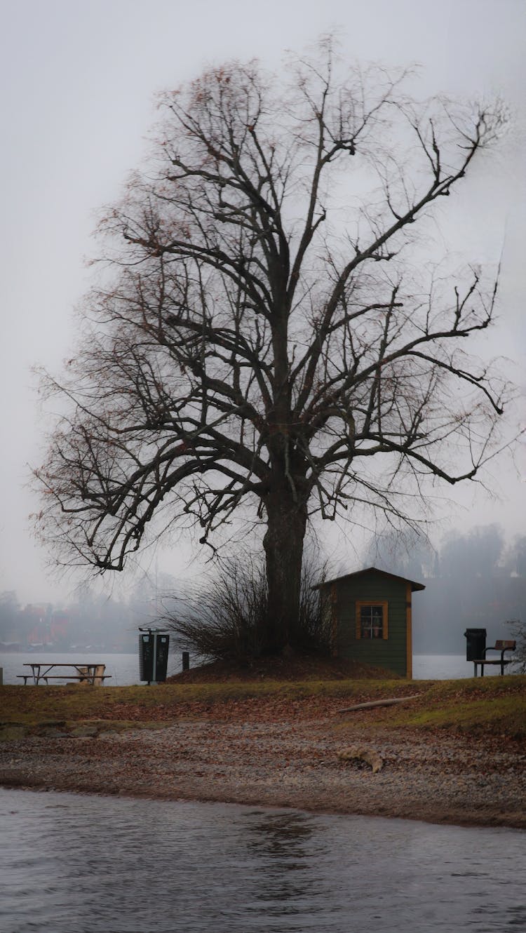 Tree And Shed Near Water