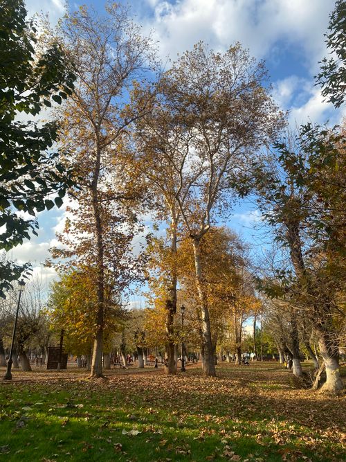 Free A serene autumn scene showcasing tall trees with golden leaves in a peaceful park setting. Stock Photo
