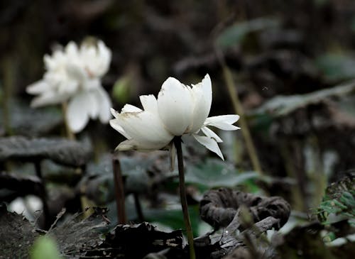 Gratis lagerfoto af blomst, hvid, kronblade