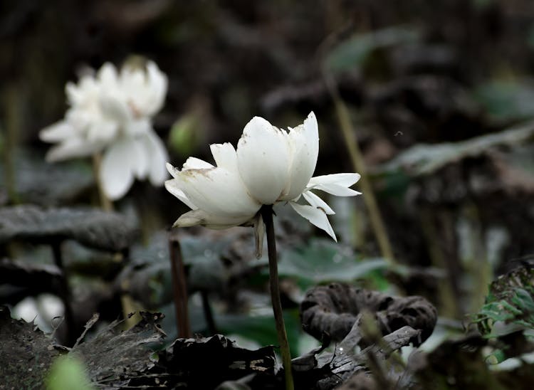 Close-up Of A White Flower 