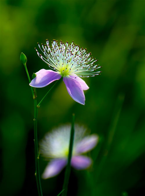 Gratis lagerfoto af blomst, lodret skud, selektivt fokus