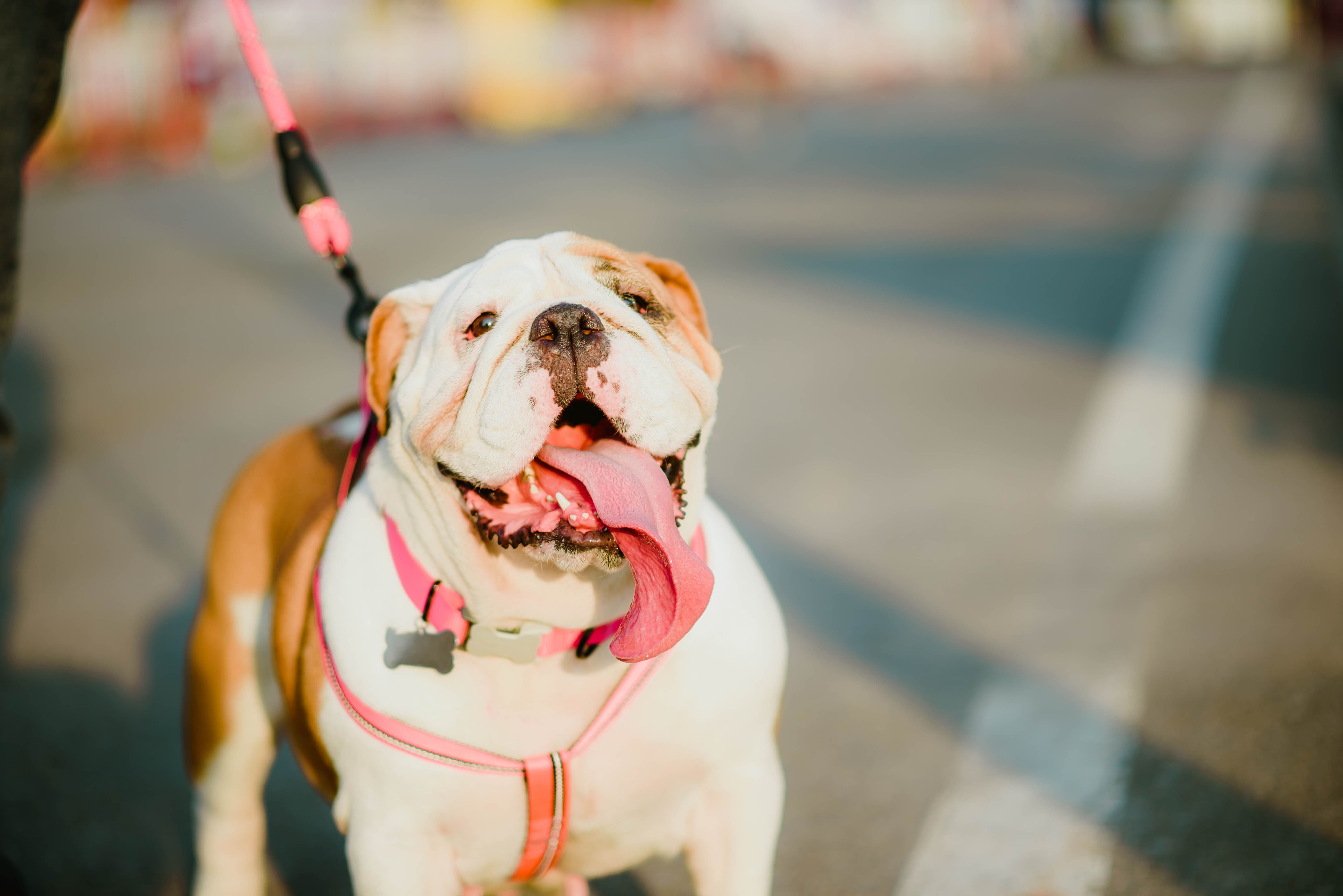 Happy English Bulldog with tongue out enjoying a sunny outdoor walk on a city street.