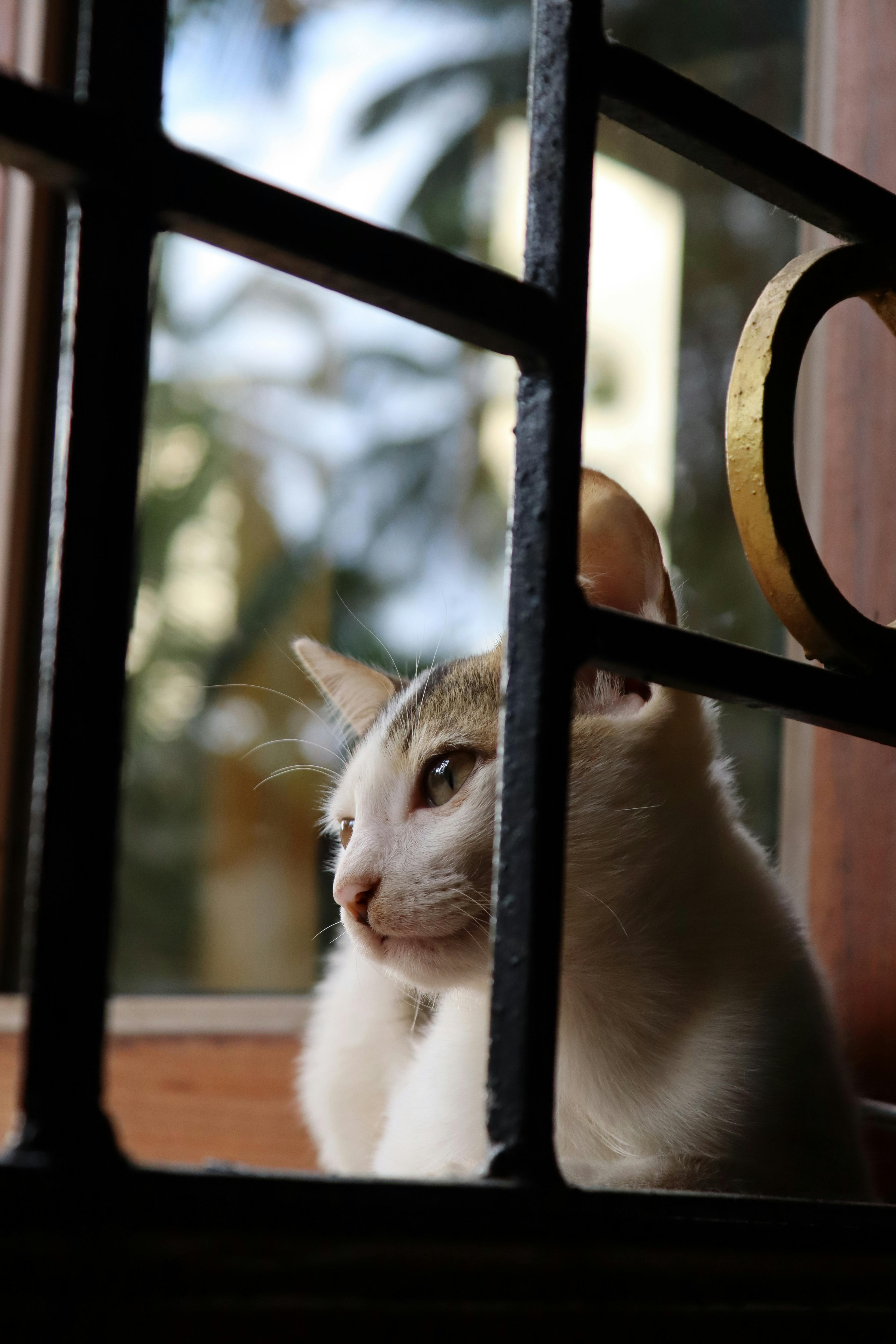 cat lying near window