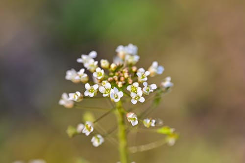 Small flowers