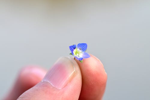 Small flowers for you