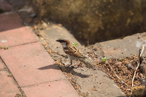 Free indian sparrow Stock Photo