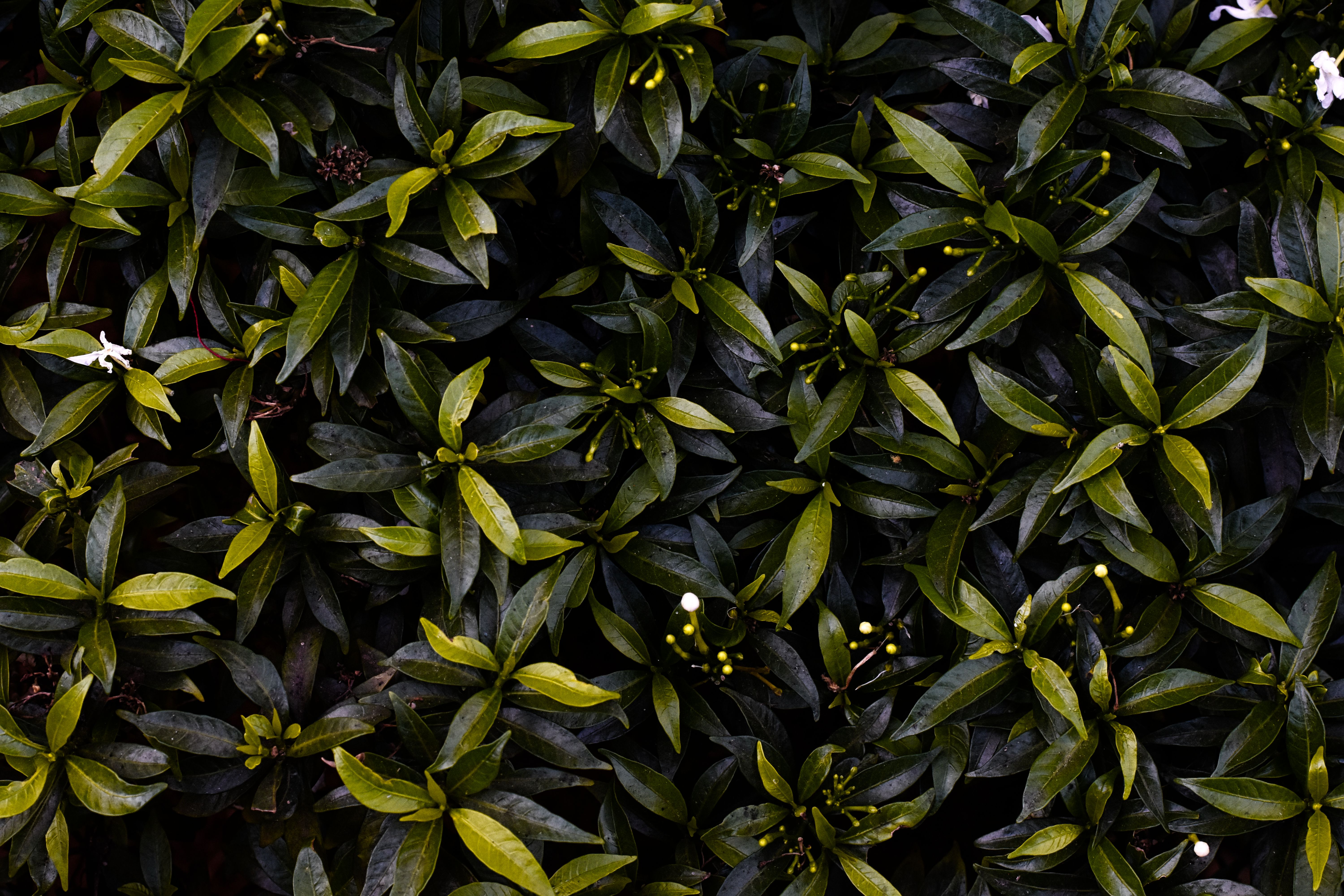 Close-up view of lush green leaves forming a dense plant texture, ideal for nature themes.