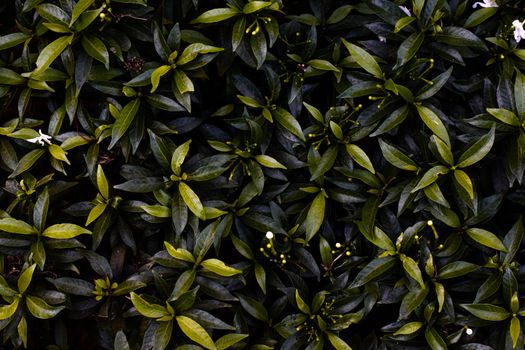 Close-up view of lush green leaves forming a dense plant texture, ideal for nature themes.