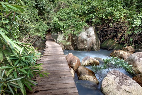 Immagine gratuita di acqua corrente, alberi, eroso