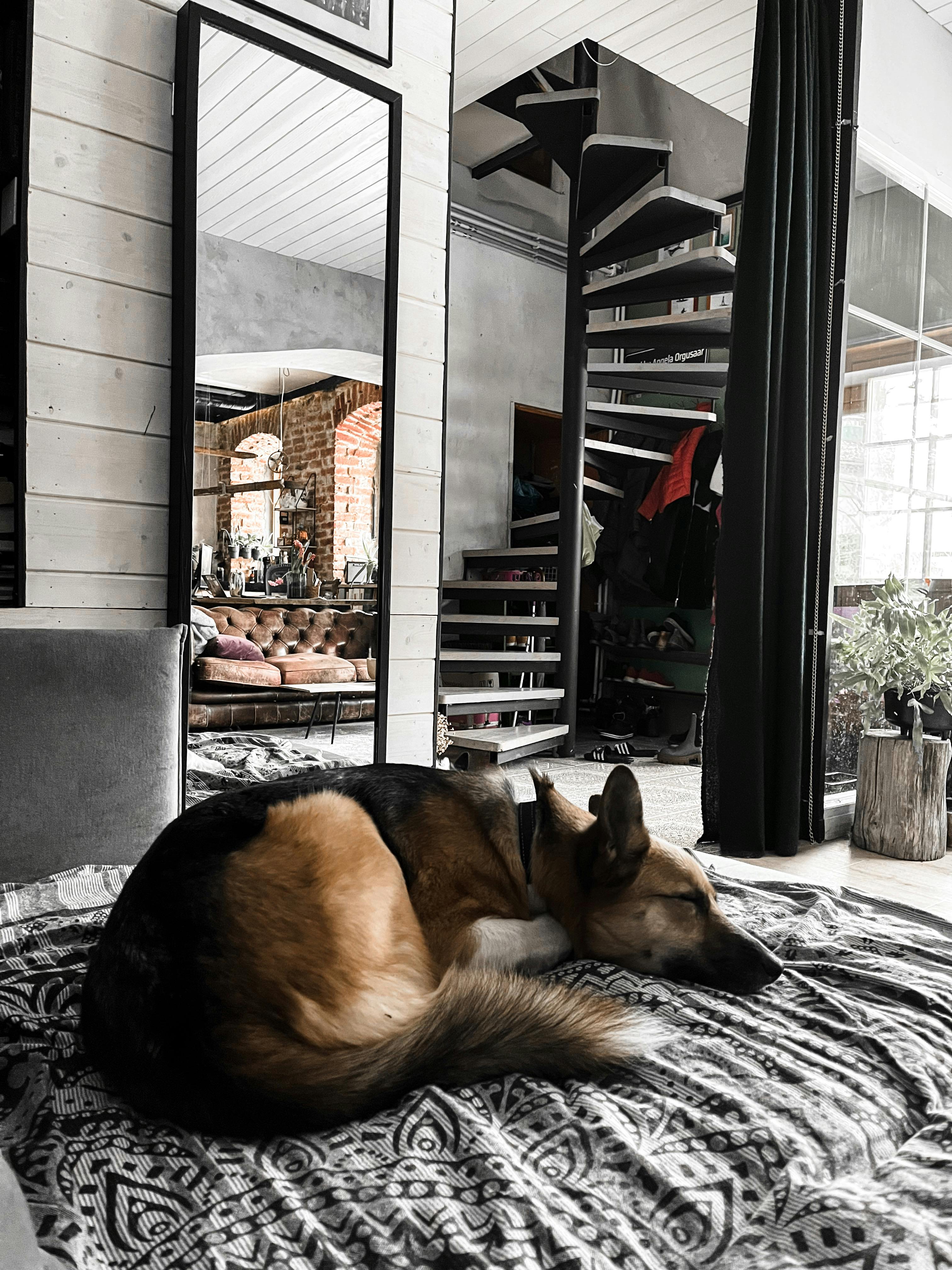 Dog Sleeping on Bed · Free Stock Photo