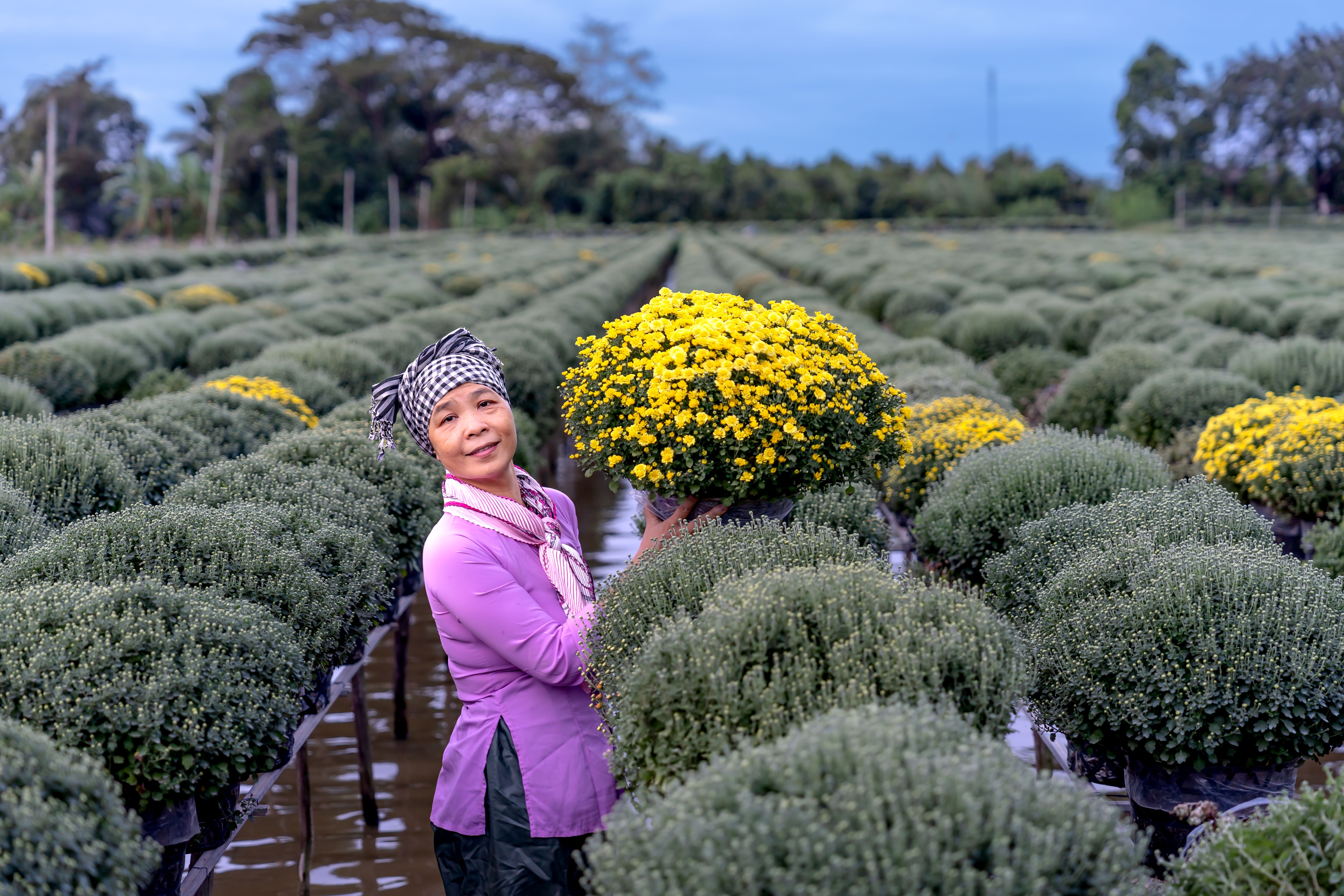 Robôs colhedores de flores: avanços em percepção, planejamento e colheita não destrutiva