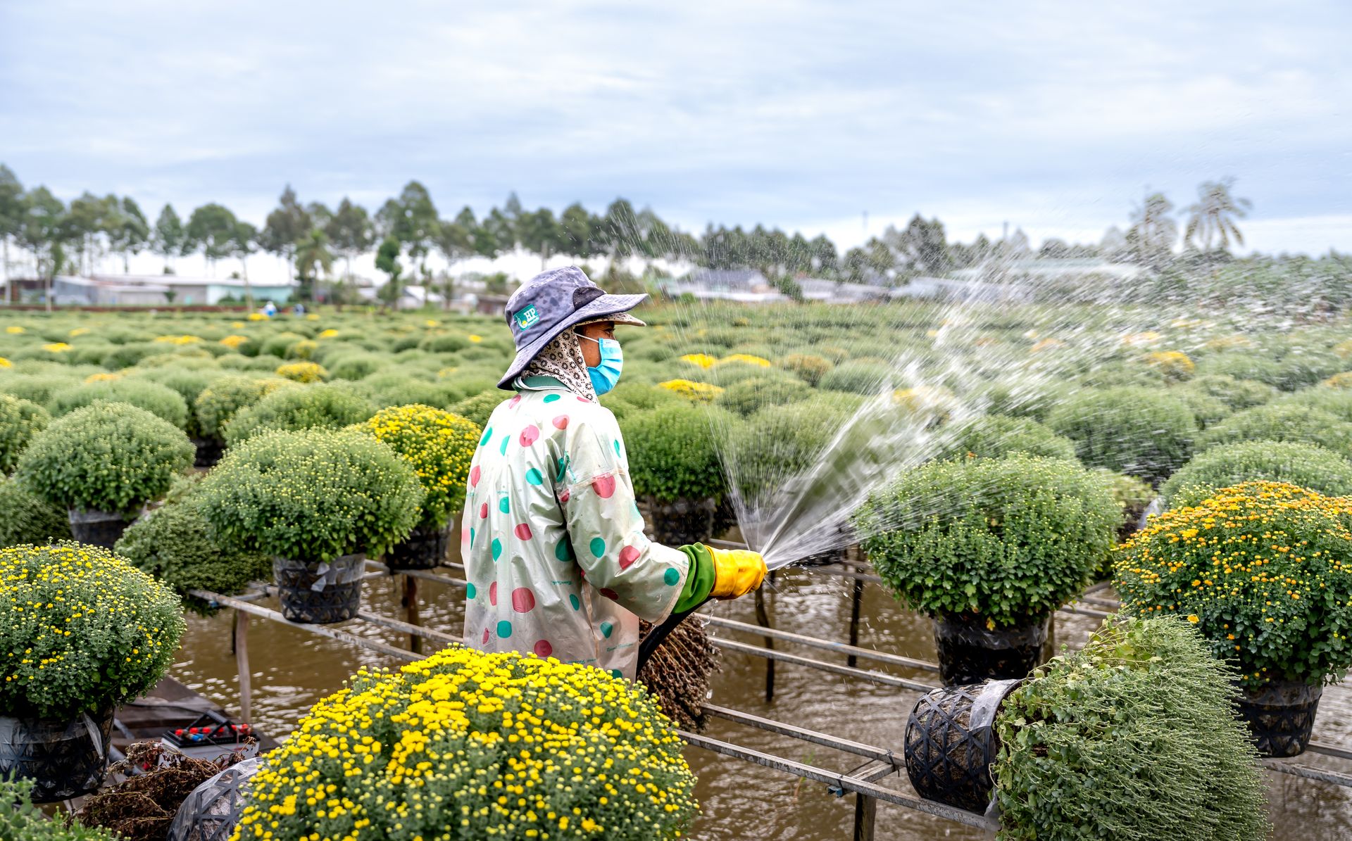 A florist wearing protective gear waters chrysanthemum plants in a vast outdoor field.
