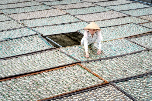 Imagine de stoc gratuită din femeie, fermă, fructe de mare