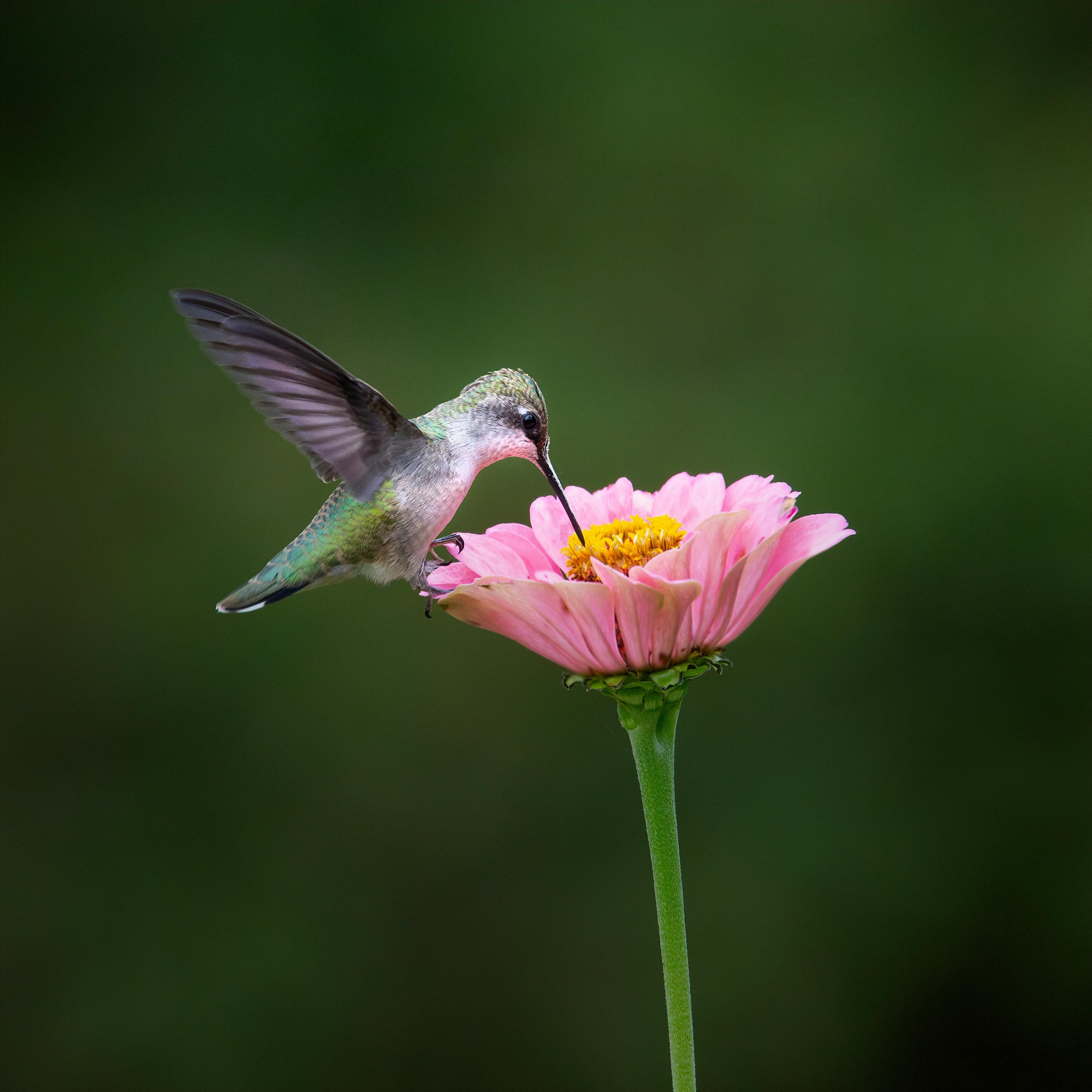 Small Birds With Garden Image Beutiful Birds Image3 Photos, Download ...