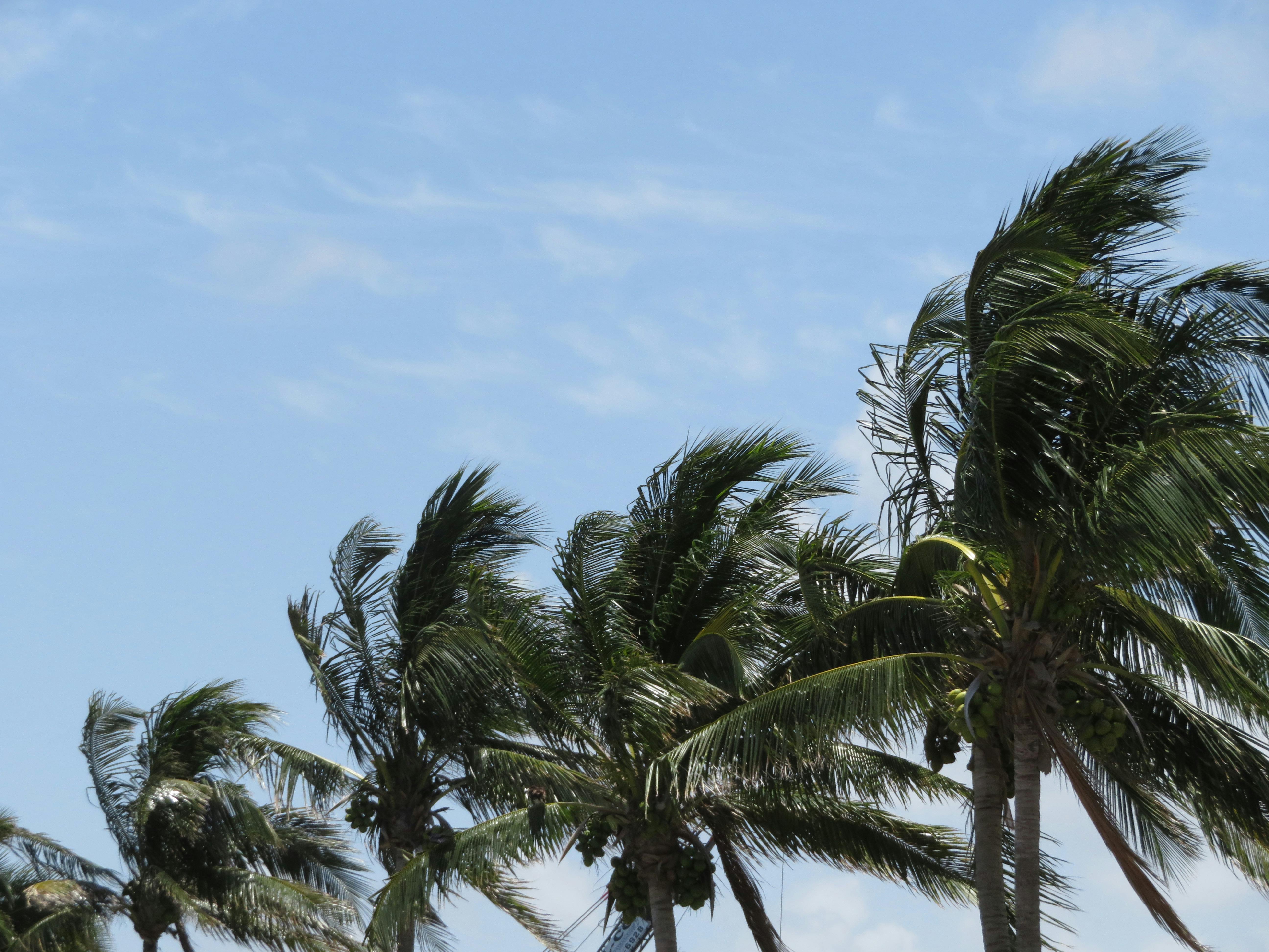 Free stock photo of nature photography, palm leaves, palm trees