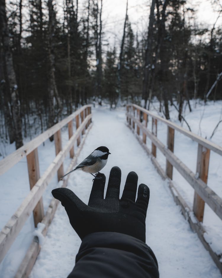 Bird On Hand In Winter