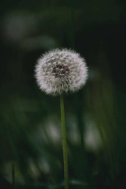 Kostenloses Stock Foto zu blume, flaumig, flora