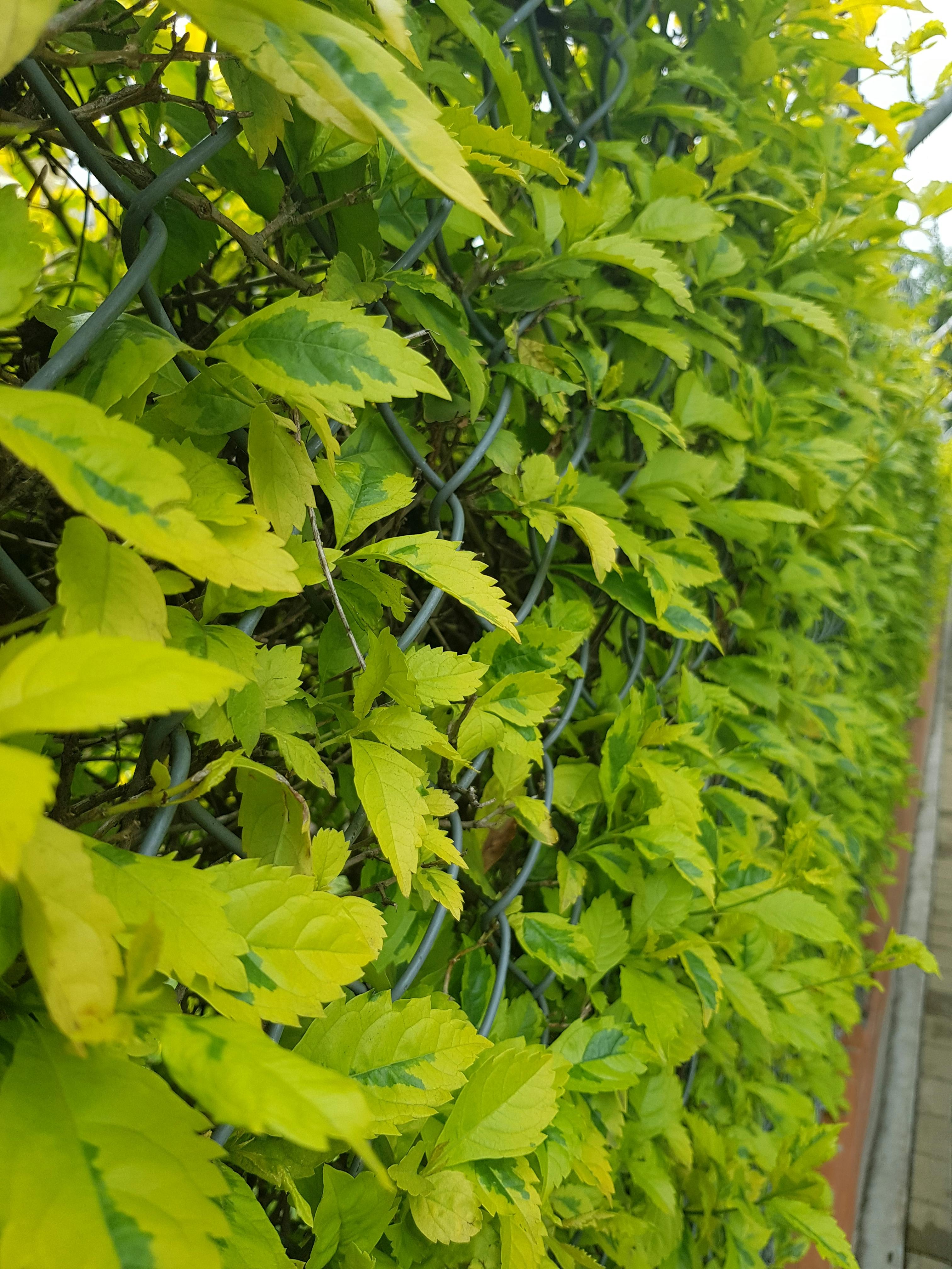 Free stock photo of fence, green wall, limit plant