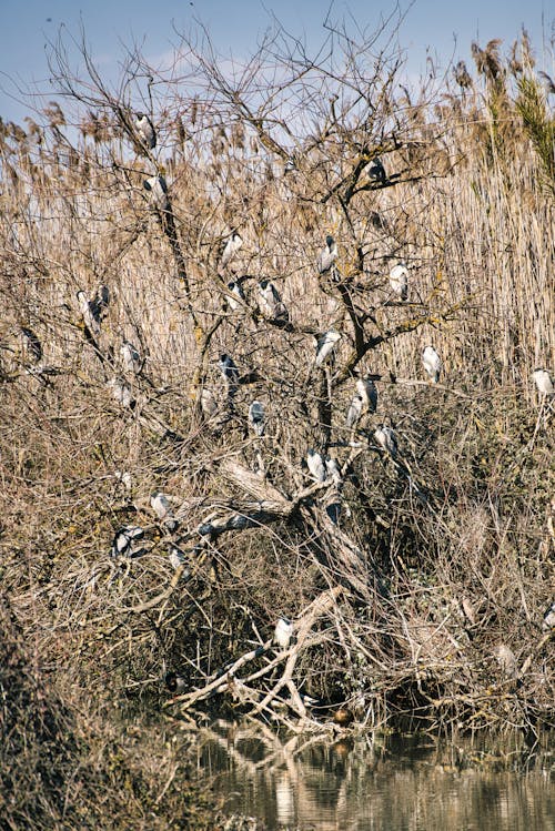 Photos gratuites de animaux, arbre, faune