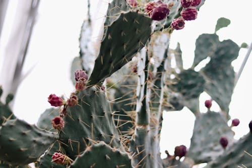 Cactus on Shallow Focus Lens