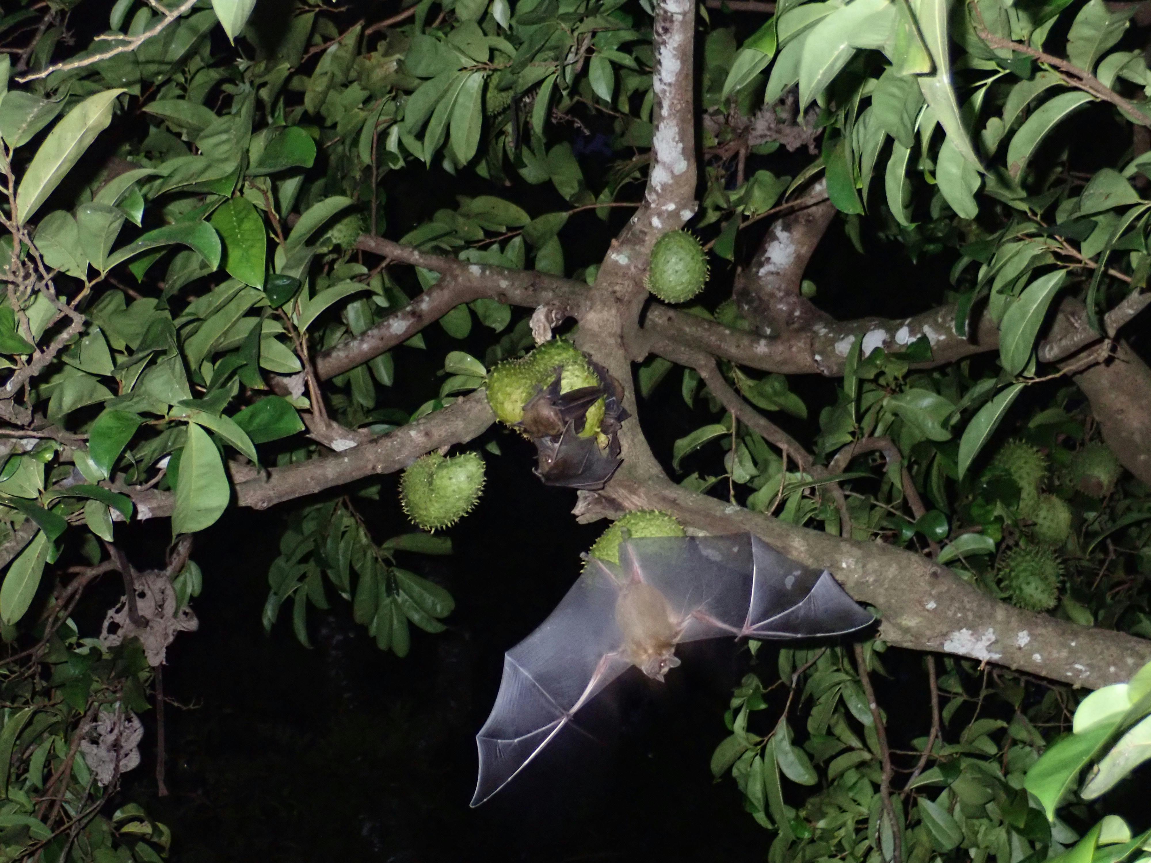 Free stock photo of bats, caribbean bats, fruit bats