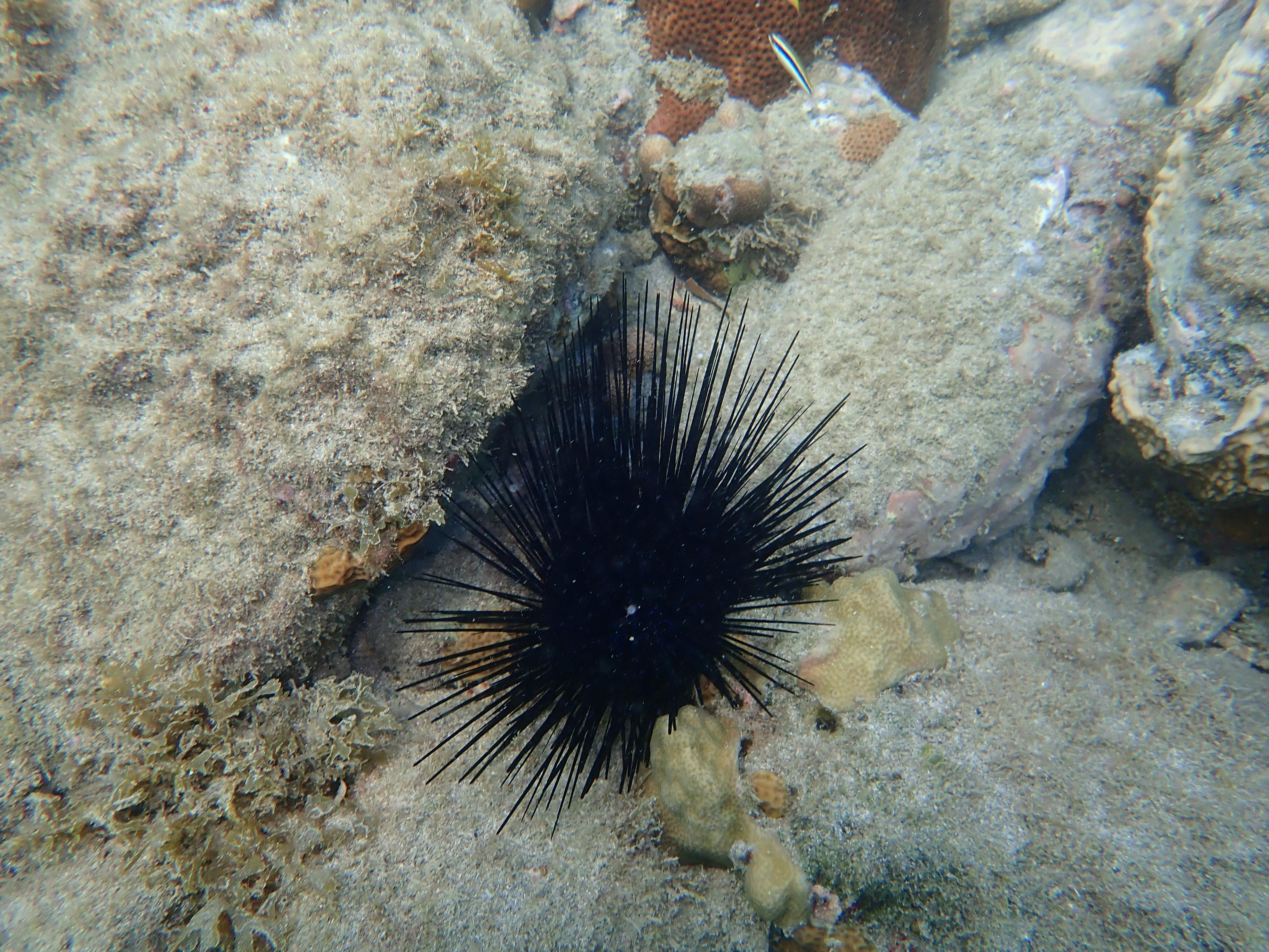 Free stock photo of sea urchin, spike sea creature, spiky