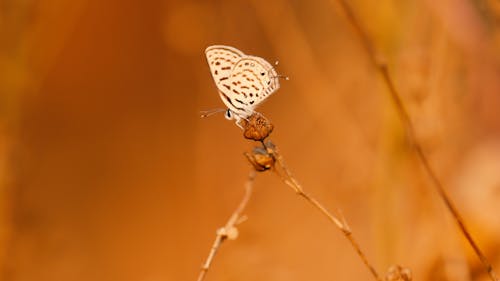 나비, 노란색 배경, 동물 사진의 무료 스톡 사진