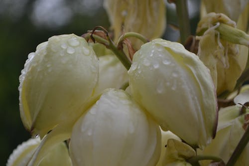 Бесплатное стоковое фото с белый, дождь, капли