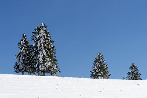 Clear Sky over Trees in Winter