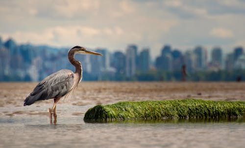 Great Blue Heron Standing On Water