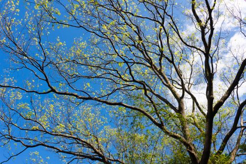 Free A vibrant spring scene capturing lush tree branches set against a clear blue sky. Stock Photo