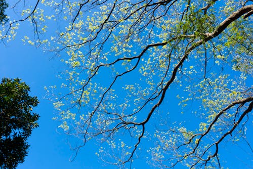 Foto profissional grátis de céu azul, céu limpo, fechar-se