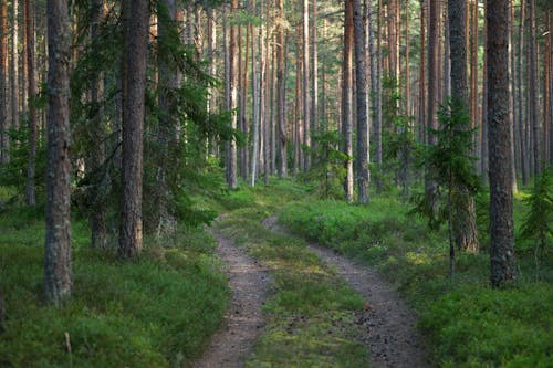 Imagine de stoc gratuită din arbori, arbori veșnic verzi, cale